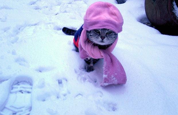 [cat_1252340i[3].jpg]