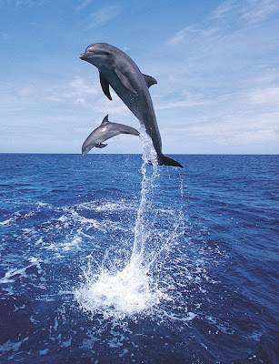 Dolphin Fly