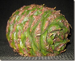 IMG_3884 IMG_3884