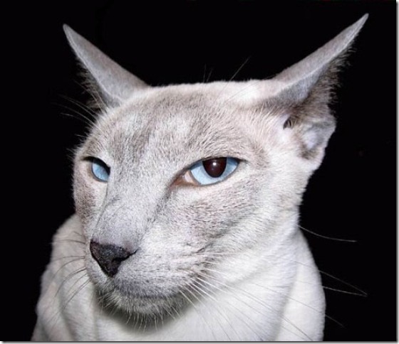 gato 1(3) gato 1(3)
