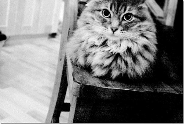 gatos divertidos patatitasylimones (17) gatos divertidos patatitasylimones (17)