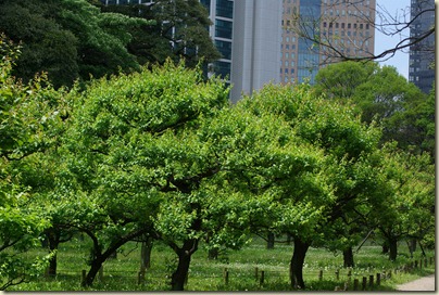 2010-05-15 Hamarikyu Gardens for Posting (46) 2010-05-15 Hamarikyu Gardens for Posting (46)