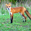 Rurality's Pastures, Fields, garden