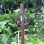 Rurality's Toolshed garden