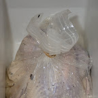 Turkey's done brining