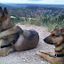 The dogs not looking at the view