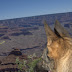 Pantin at the Grand Canyon