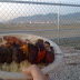 Dinner the first night at the track