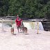 The pack at the falls