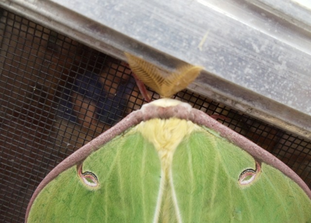 [Luna moth on the screen[4].jpg]