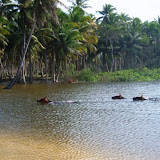 Ecoturismo en la Playa Limon - El Cedro, Miches, Republica Dominicana - Safaris organizado por el Rancho La Cueva, mas infos: http://www.rancholacueva.com Ecoturismo en la Playa Limon - El Cedro, Miches, Republica Dominicana - Safaris organizado por el Rancho La Cueva, mas infos: http://www.rancholacueva.com