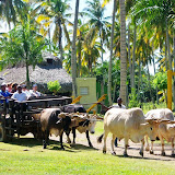 La carreta de bueyes en el Rancho La Cueva - El Cedro, Miches, Dominican Republic - http://www.rancholacueva.com