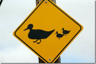 duck