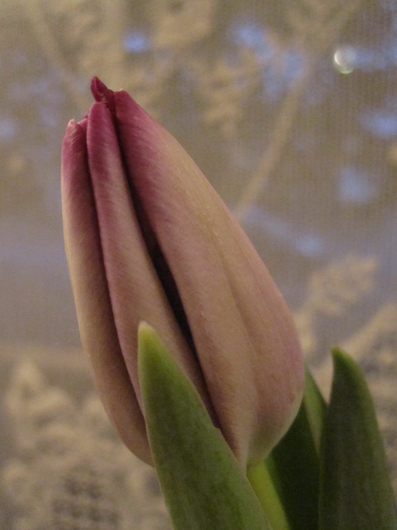 Valentine 061