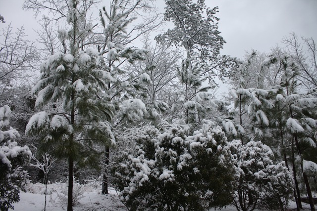 [March Snow 033[2].jpg]