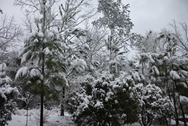 March Snow 033