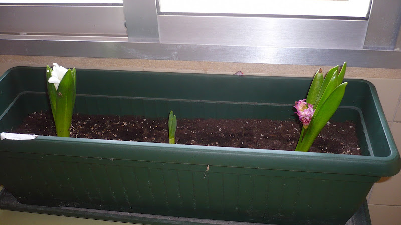 Plantas de infantil