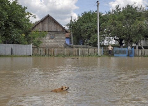 [cão[3].jpg]