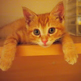 20100729GustavDora