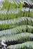 Tree fern patterns. Photo by Raymond Chambers