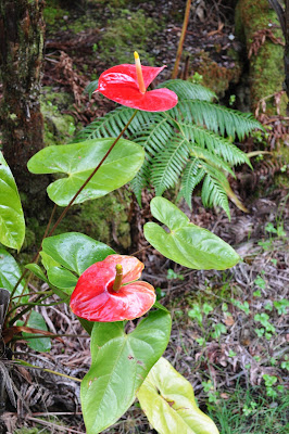 "Heart of Hawaii" Anthurium and fern, just rained upon. 