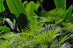 Shades of green tropical foliage in shadow and sunlight. (Hawaii Tropical Botanical Garden near Hilo - htbg.com) 