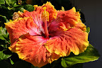 Hibiscus, big as a plate. Photo by Lisa Callagher Onizuka
