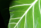 Velvety green leaf. 
