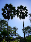 Two magestic fan palms near Hilo, Hawaii. 