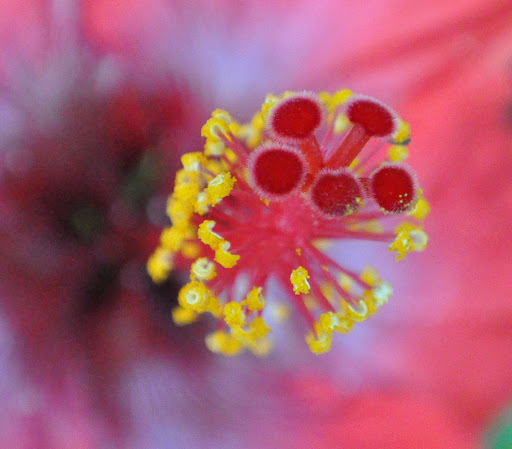 Hibiscus flower macro