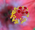 Hibiscus flower macro. 