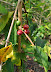 Coffee berries from Lon Armour's farm/B&B near Kona, Hawaii. 
