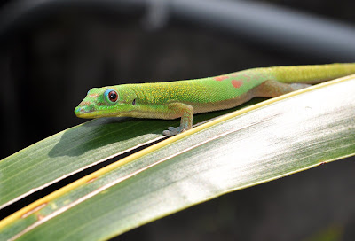 Day Gecko near Kona, Hawaii. 