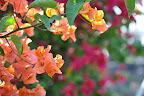 Bougainvillea in orange, pink, magenta - near Kona, Hawaii. 
