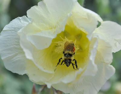 Pollen speckled bee in a flower 
