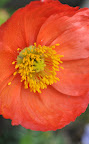 Pretty Poppy, Reinette's Bakersfield Garden