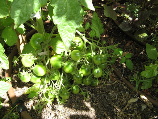 varieties of tomatoes. varieties of tomatoes,