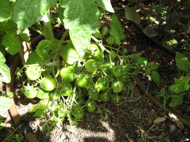 [More Tomatoes 029[2].jpg]