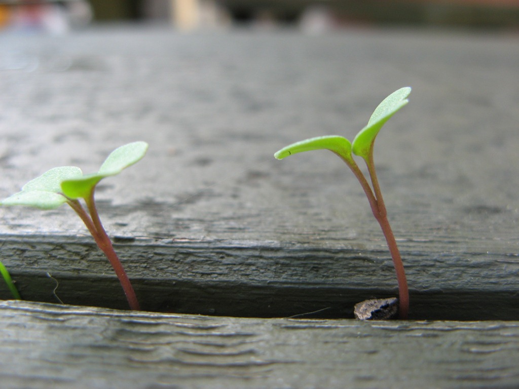 [Growing-in-the-Cracks-98.jpg]
