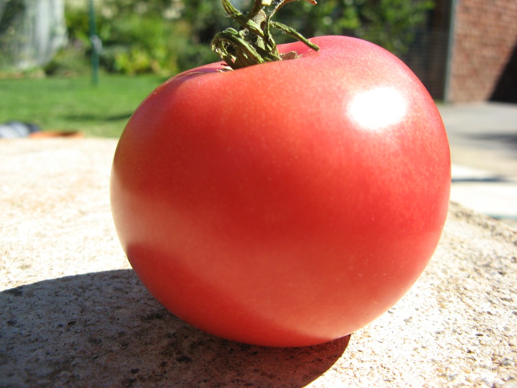 [More Tomatoes-11.jpg]