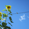 American Goldfinch