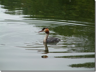 2010_0823LiftBridgeGrebe0016