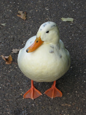 [IMG_0082 posing duck[13].jpg]