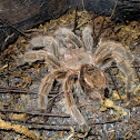 Tarantula