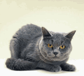 [Cat[2].gif]
