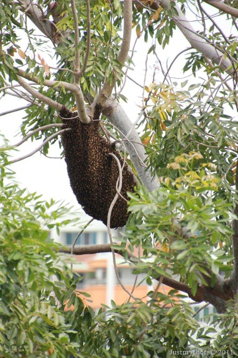 Bee Hive2