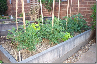 Garden 018