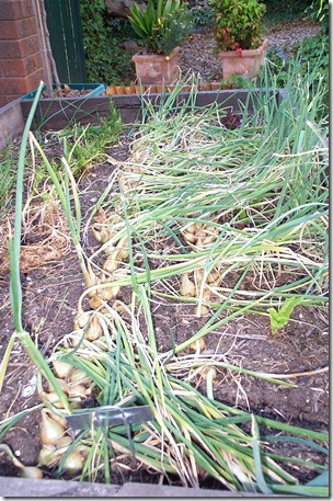 Garden 019