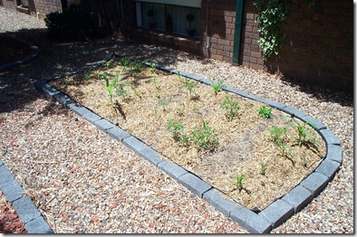 Garden 004