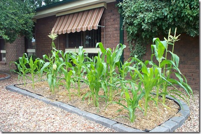 Garden Update 004
